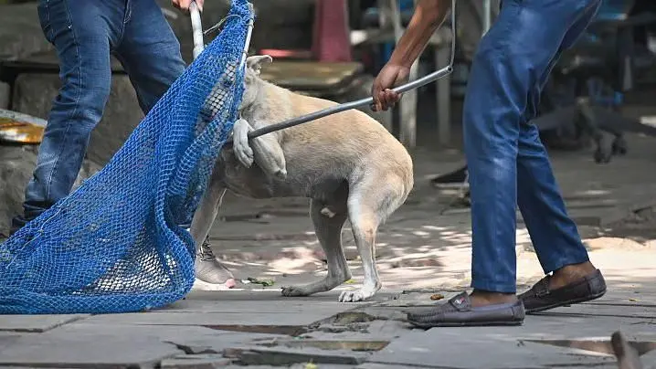 कर्नाटक एमएलसी एस.एल. भोजेगौड़ा विधान परिषद में 2800 आवारा कुत्तों को मरवाने का दावा करते हुए